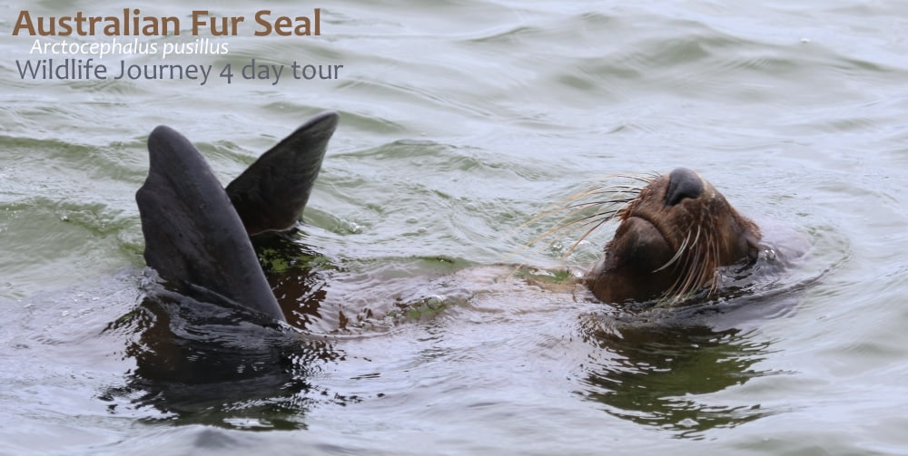 Fur Seal encounter