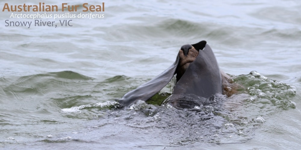 Australian Fur Seals kinky breeding habits