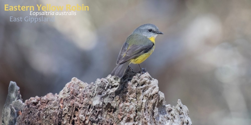 eastern yellow robin bird in Australia