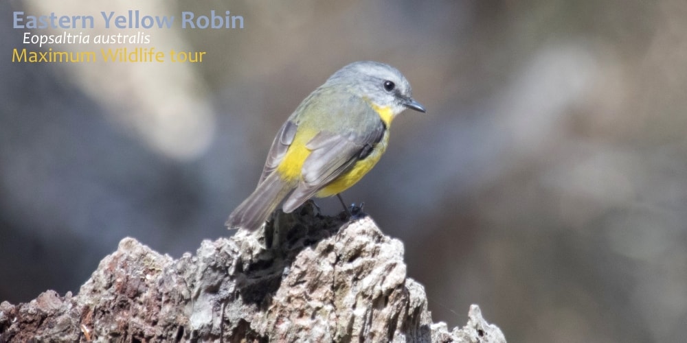 yellow robins of Australia