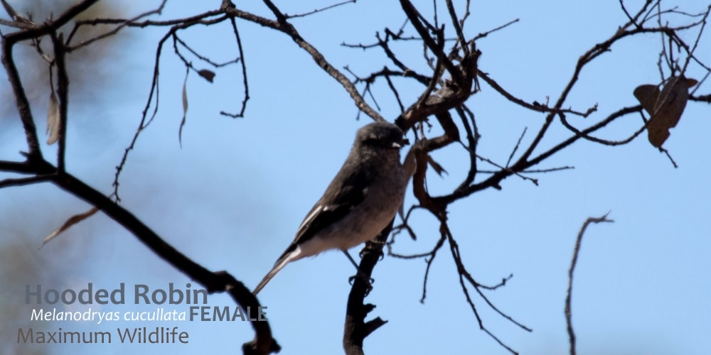 female Hooded Robin in Australia