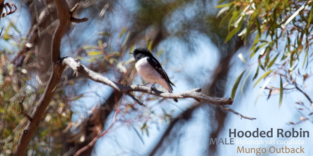 hooded robin male Australia