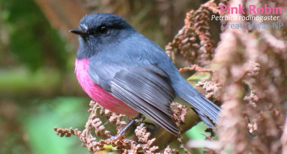 robin birds Australia: Pink Robin male