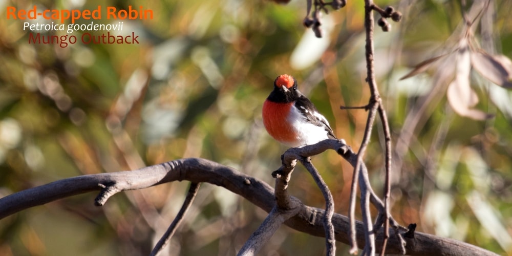 red-capped robin bird Australia