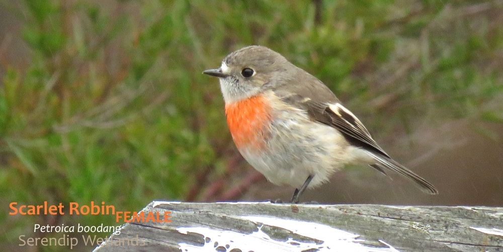 female Scarlet Robin Petroica boodang