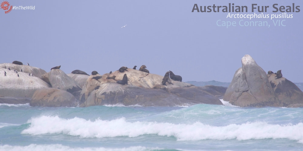 Australian Fur Seal colony