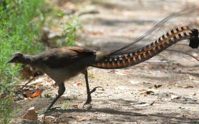 Superb Lyrebird plumage & that amazing tail!