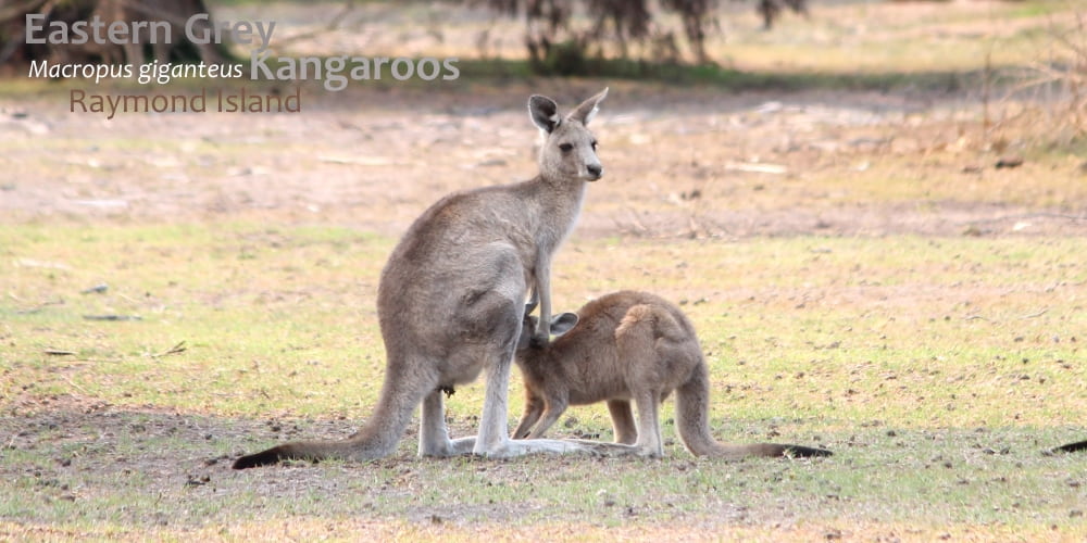 Wildlife Journey safari fauna checklist kangaroos