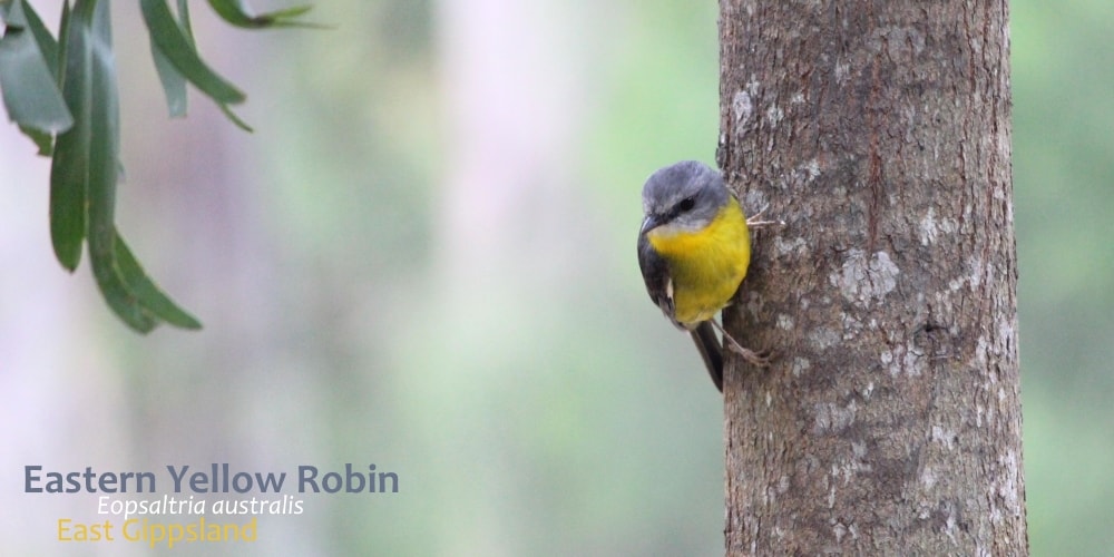 Eastern Yellow Robin perched Australia