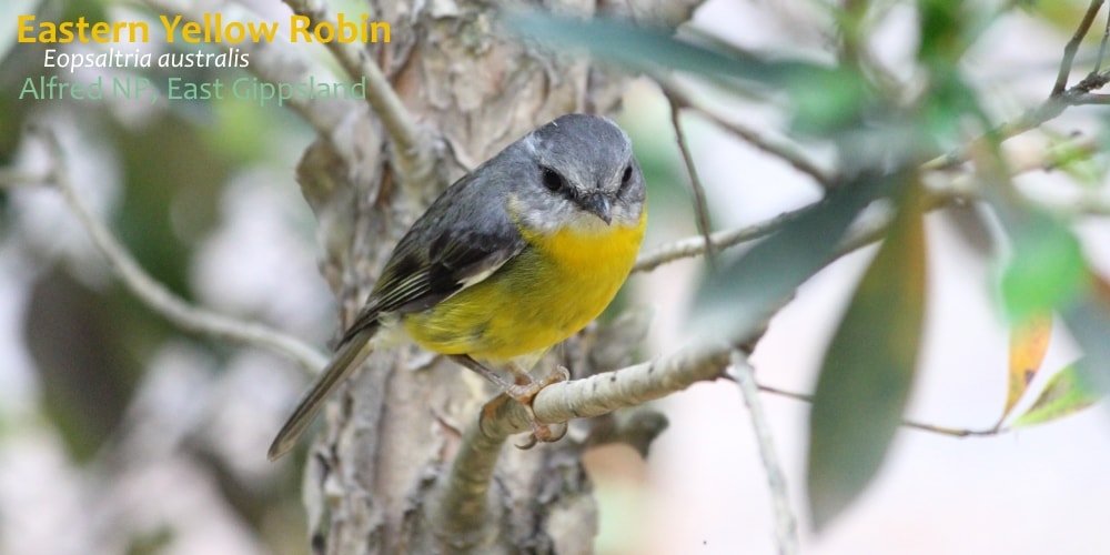 yellow robin bird Australia