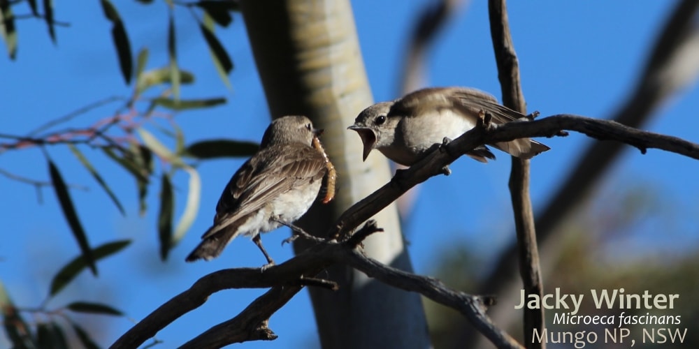Jacky Winter flyrobin Australia feeding juvenile