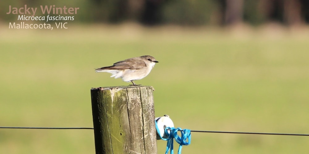 Jacky Winter robin bird Australia