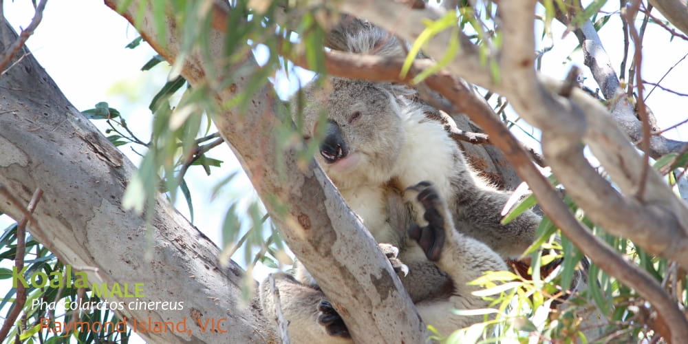 Wildlife Journey safari fauna checklist koala