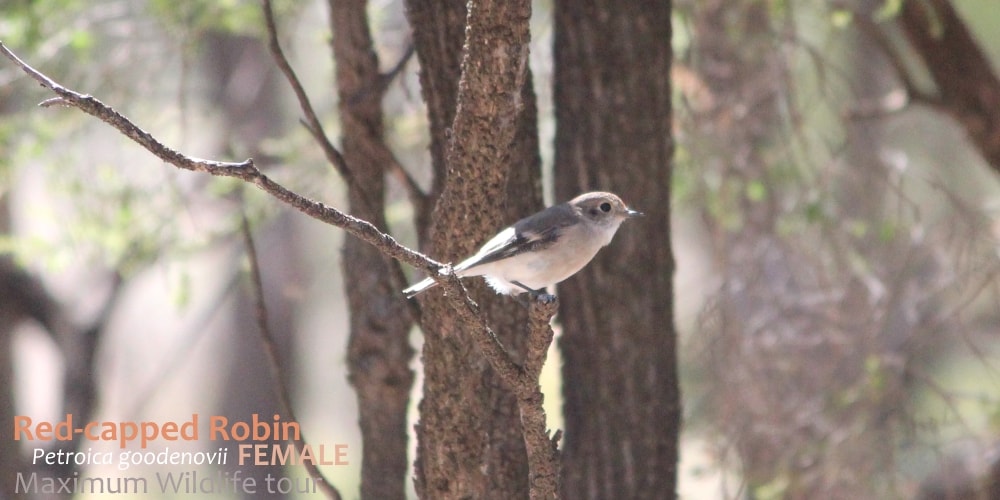 female red robin australia