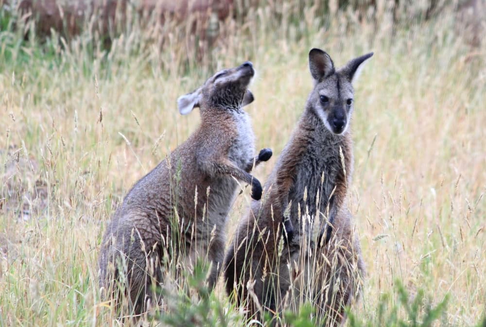 red-necked wallabies socialising