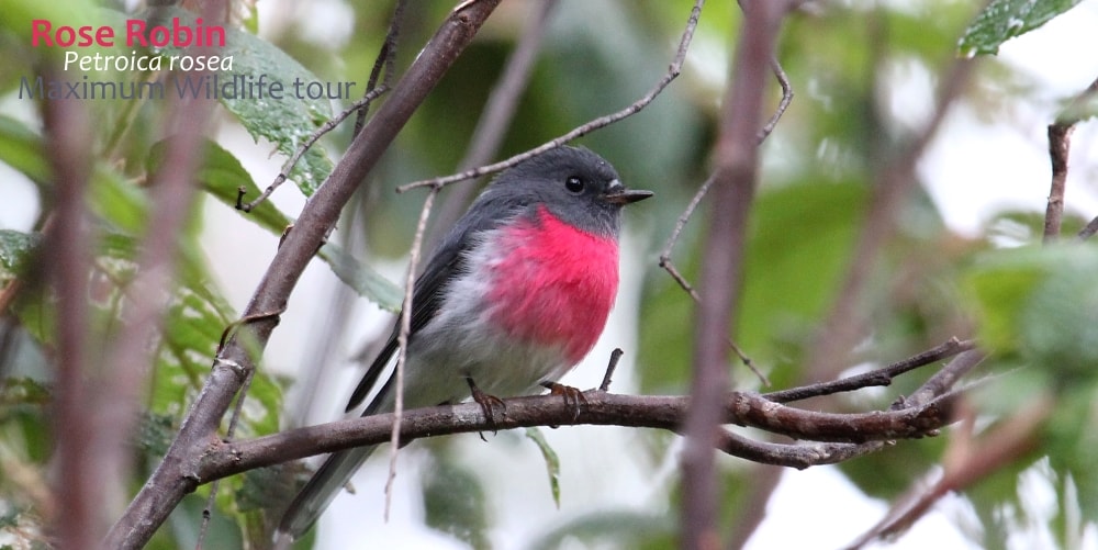 rose robin bird Australia