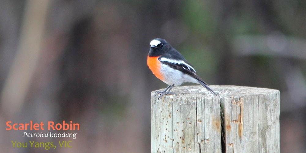 scarlet red robin bird Australia