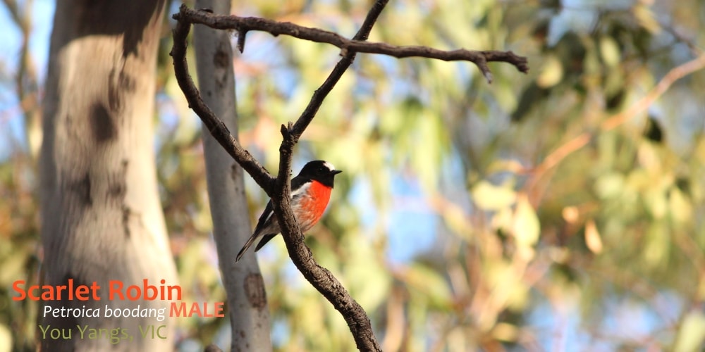 male Scarlet robin Australia