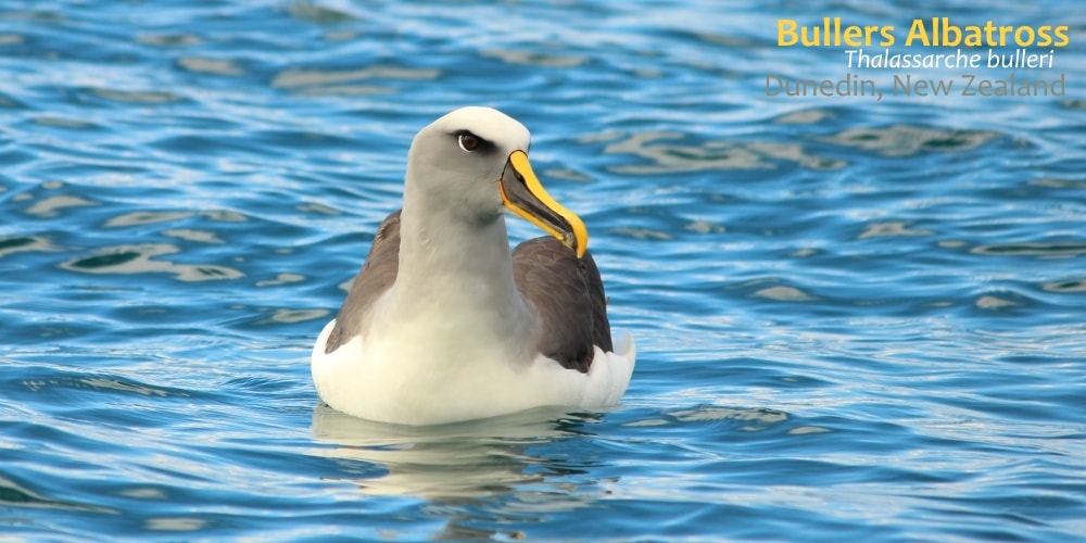 buller's albatrosses seen in southern australia