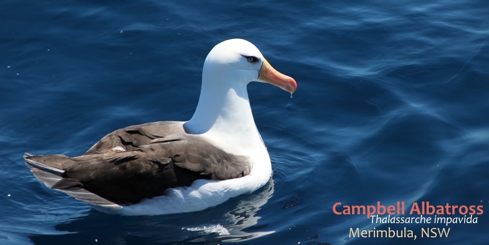 campbell albatross south-east australia