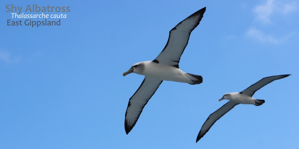 shy albatrosses East Gippsland southern australia