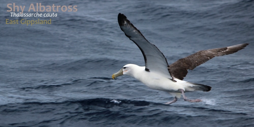 albatrosses seen Victoria Australia