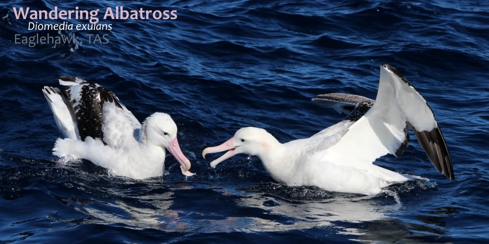 wandering albatross tasmania southern australia