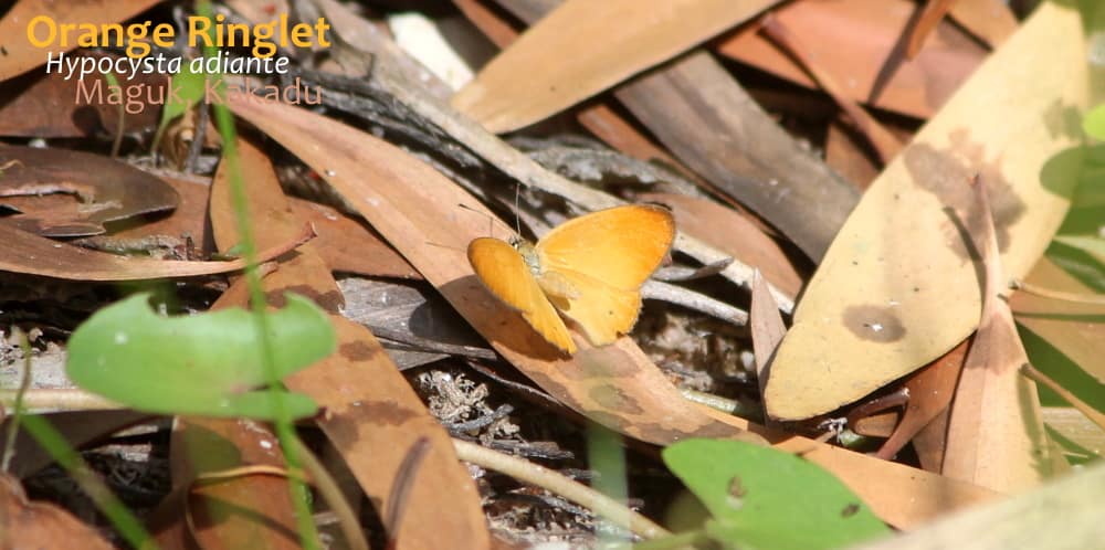 Hypocysta adiante Butterflies of Northern Territory