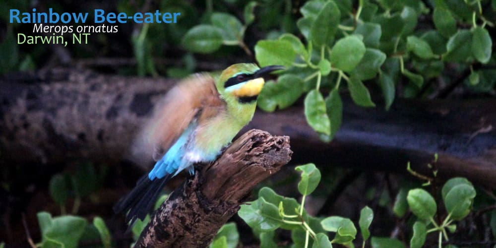 5 Amazing Facts Beautiful Rainbow Bee Eater Birds Echidna