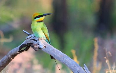 5 Amazing Facts: Beautiful Rainbow Bee-eater Birds