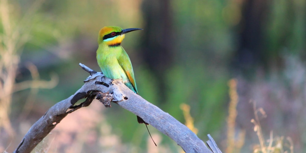 5 Amazing Facts: Beautiful Rainbow Bee-eater Birds