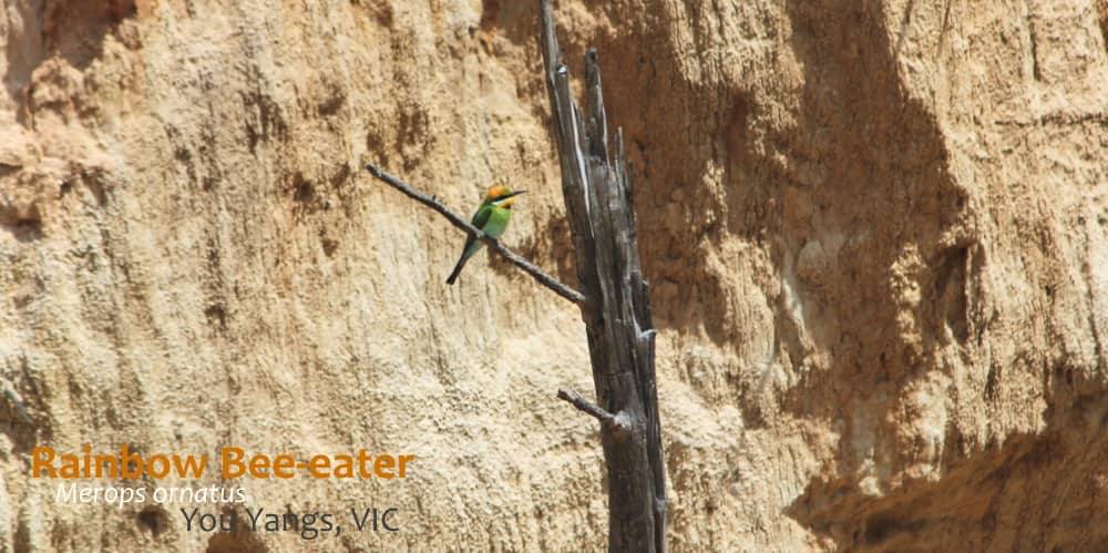 Rainbow Bee-eater at nest habitat