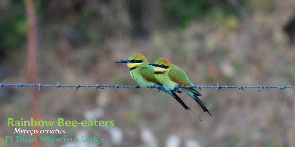 5 Amazing Facts Beautiful Rainbow Bee Eater Birds Echidna