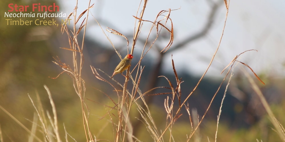 finches northern Territory Australia