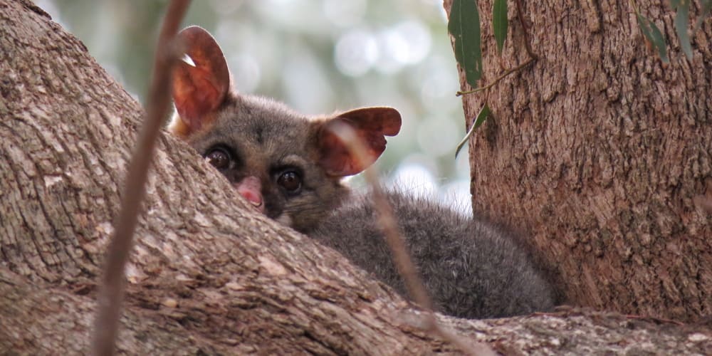 facts about Brushtail possums