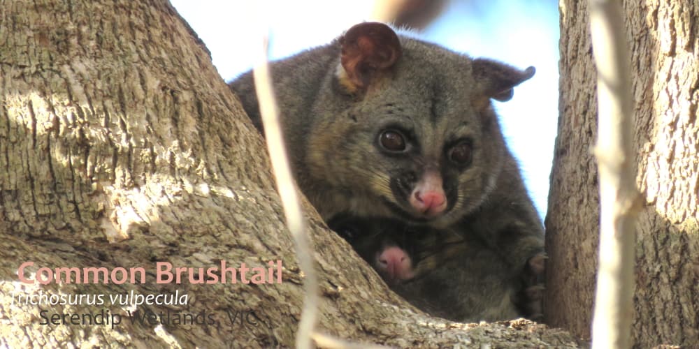 Brushtail possum mother and joey facts