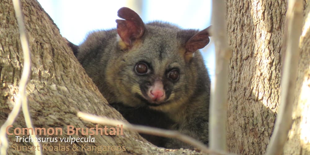 5 Facts about Brushtail Possums Echidna Walkabout Tours