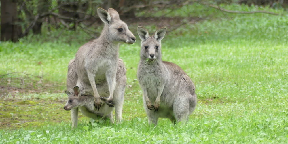 Kangaroo mother and daughter Serendip, Victoria