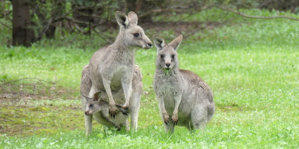 Kangaroo mother and daughter