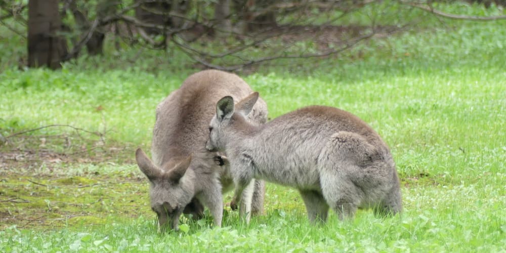 Kangaroo female and daughter interacting