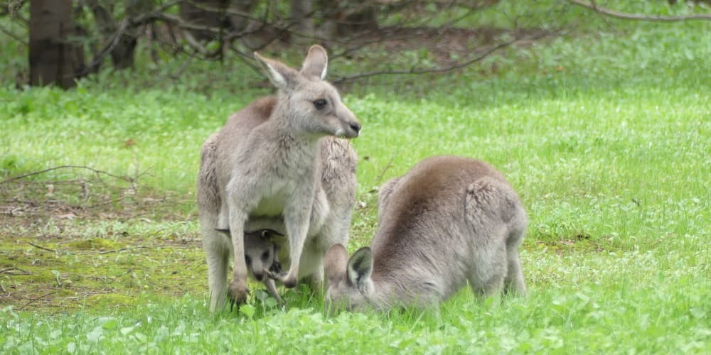 Kangaroo mother and daughter feeding together