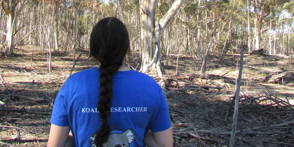A day in the life of a Koala Researcher