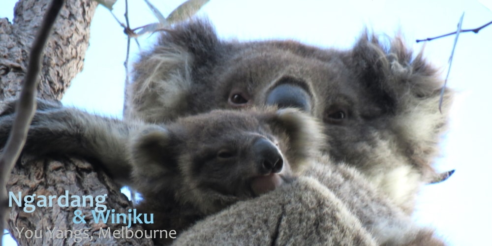 Amazing Facts about Koala Joeys