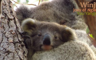 Our new baby koalas of 2019!