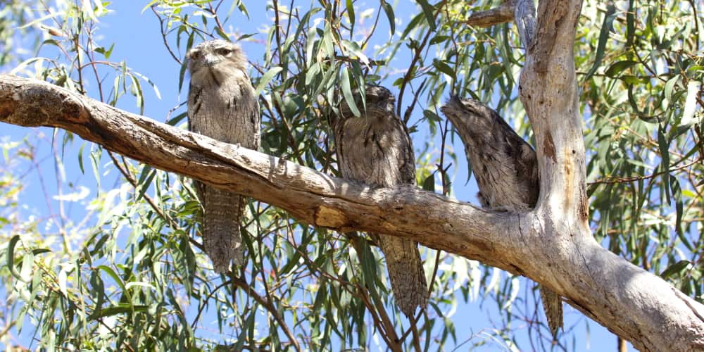 Tawny Frogmouths East Gippsland list of animals