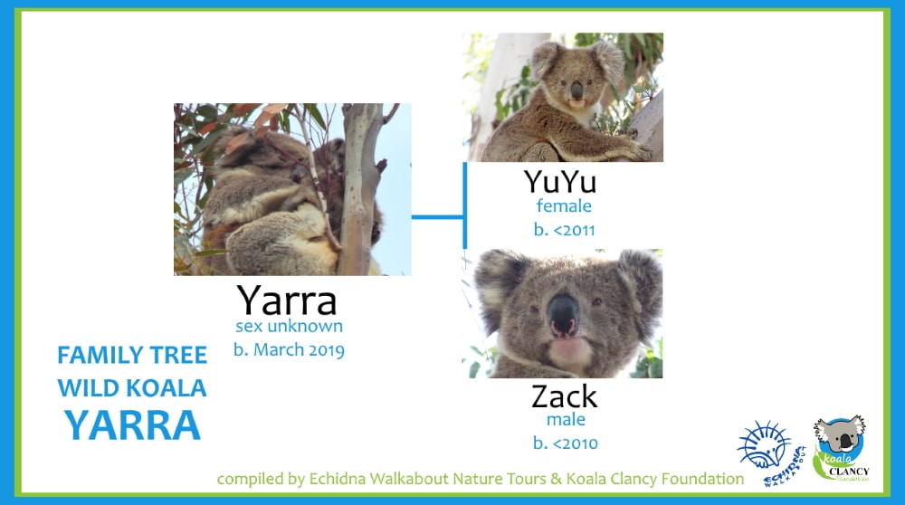 Our new baby koalas of 2019!  Echidna Walkabout Nature Tours