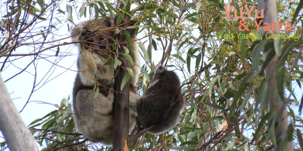 About 3 year old female koala CoCo