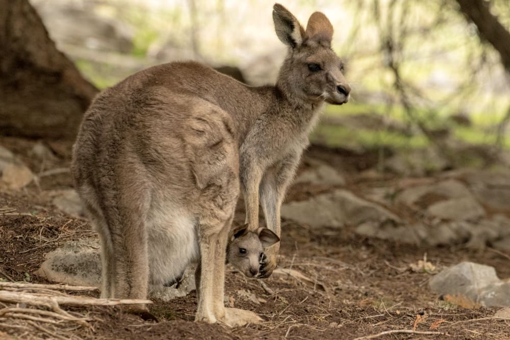 Eastern Grey Kangaroo female with joey