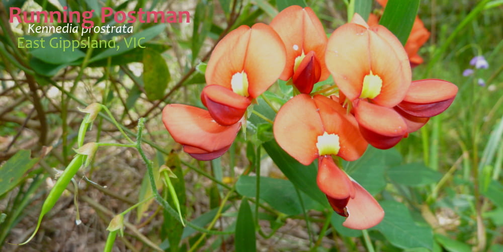 Kennedia prostrata flower