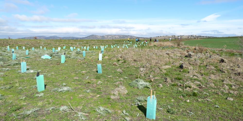 tree planting by community groups You Yangs region